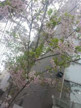 今日は仕入れ