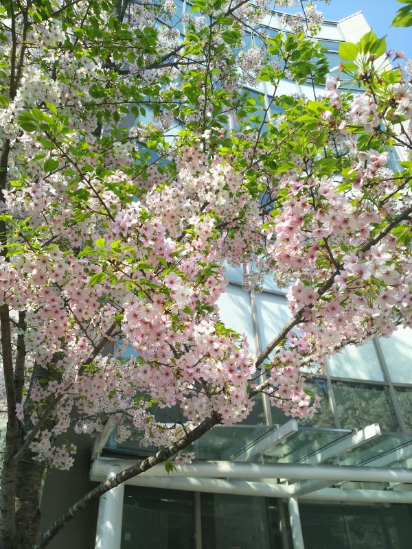 東京のさくら